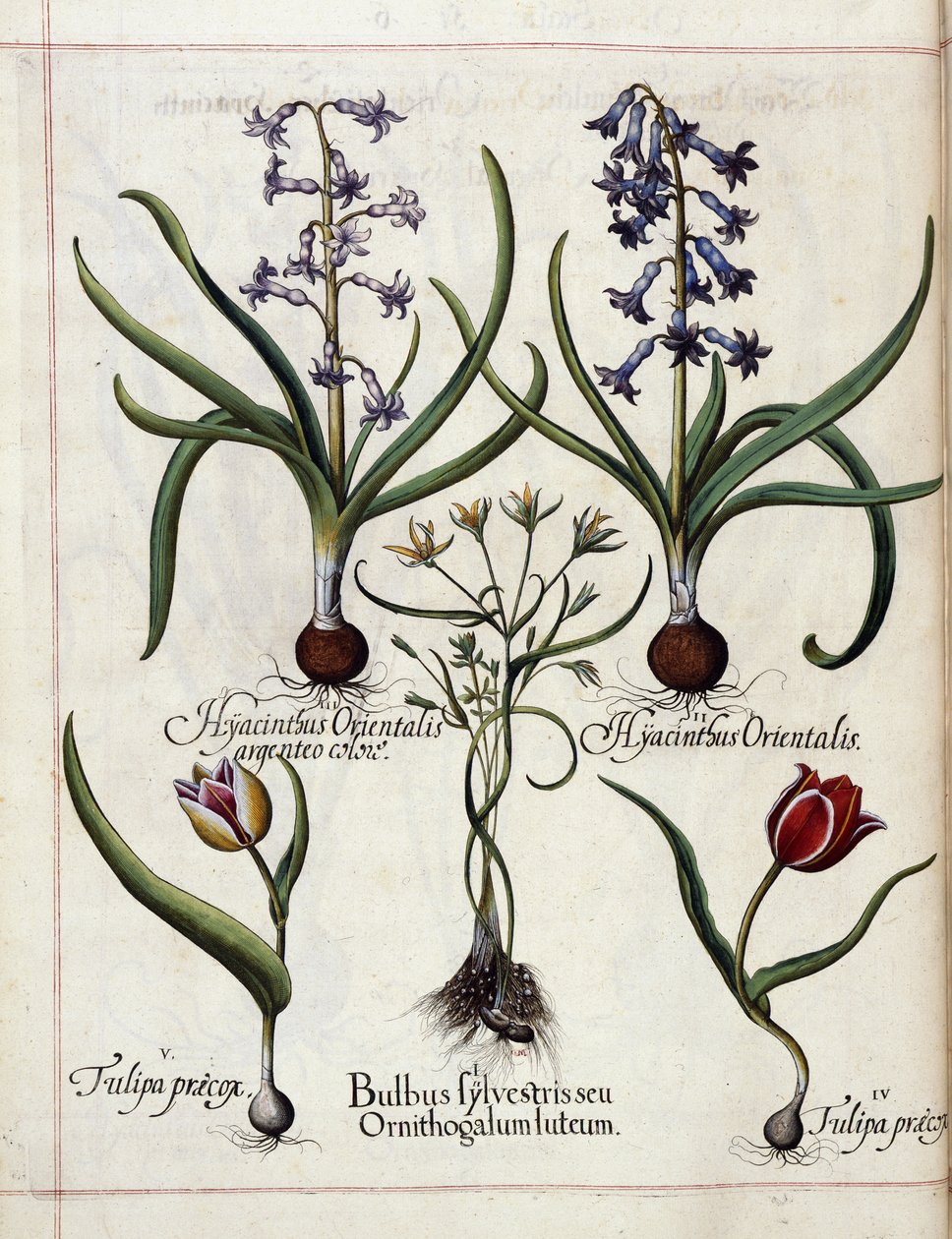 Hyasint og tulipan, fra 