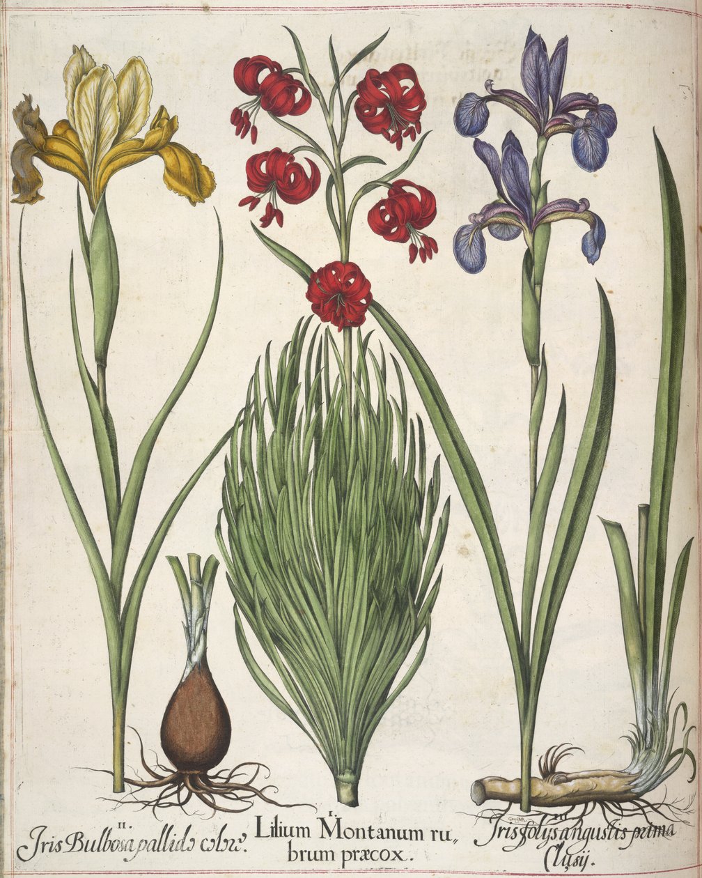 Iris, fra 