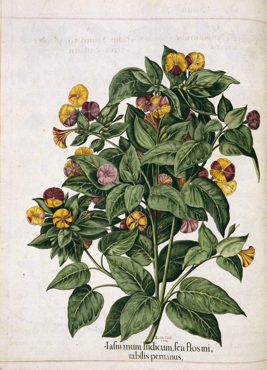 Jasmine, fra 