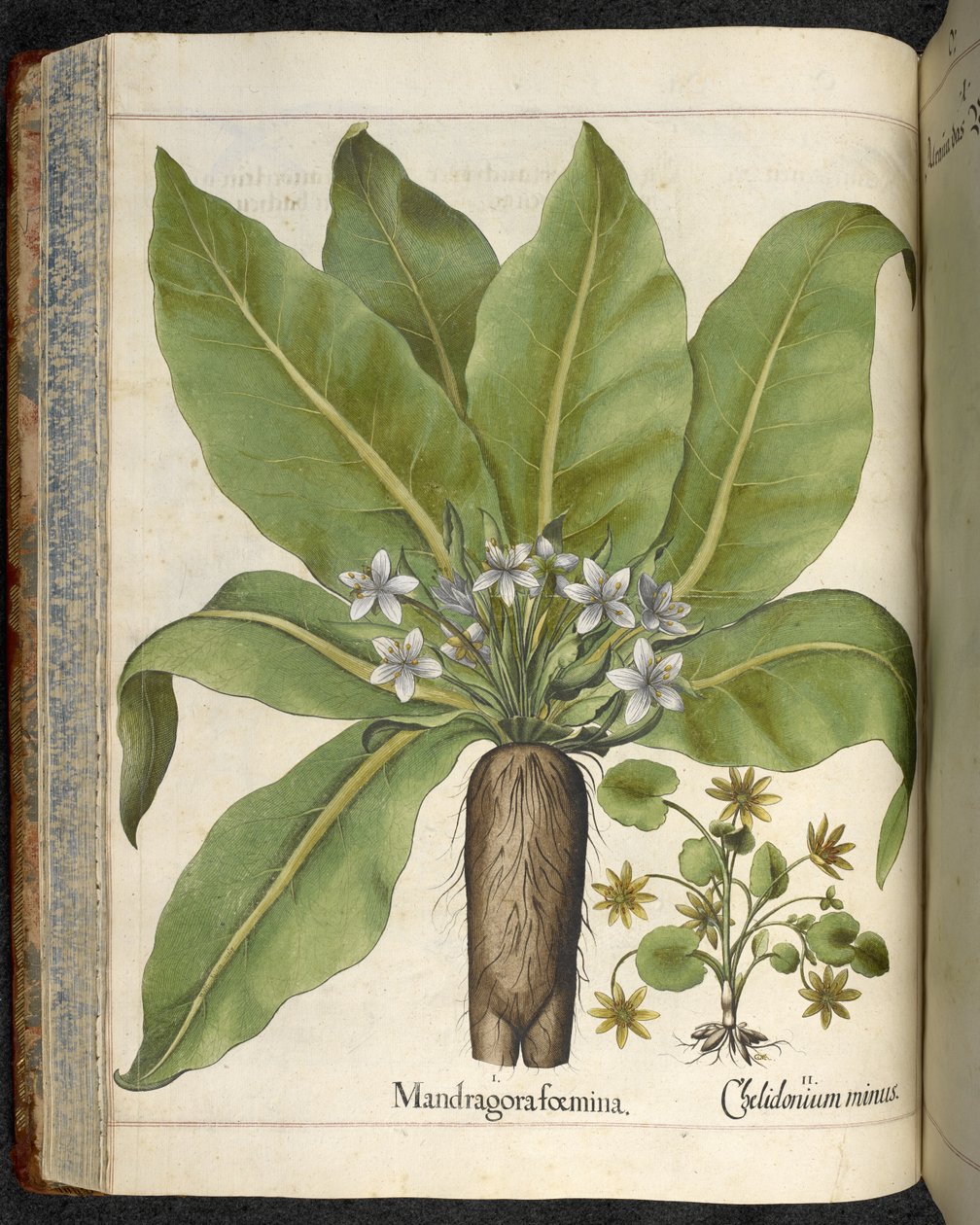 Mandrake Mandragora femina, illustrasjon fra 