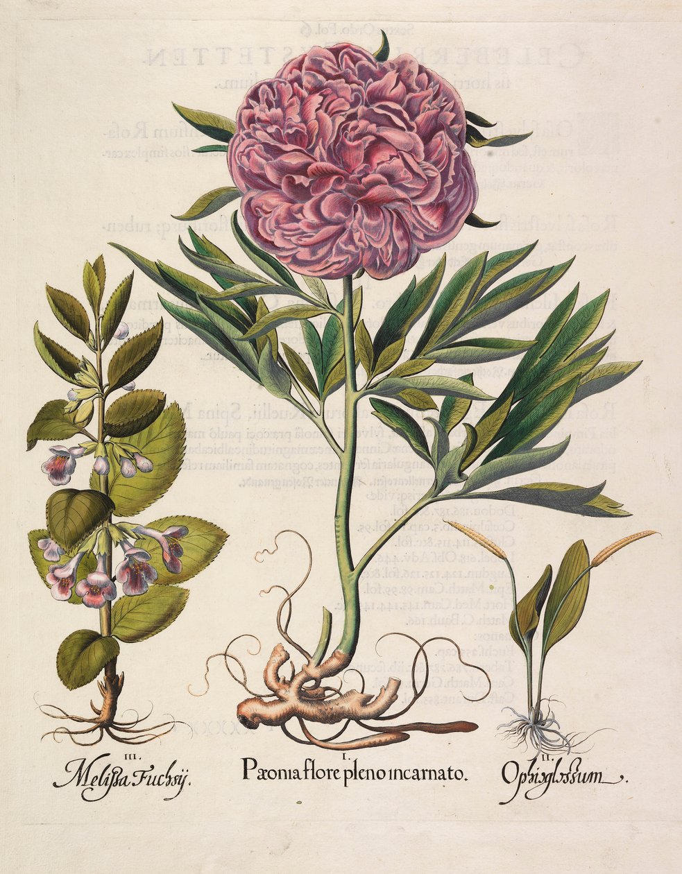Paeonia i full blomst, 1613 av Basilius Besler