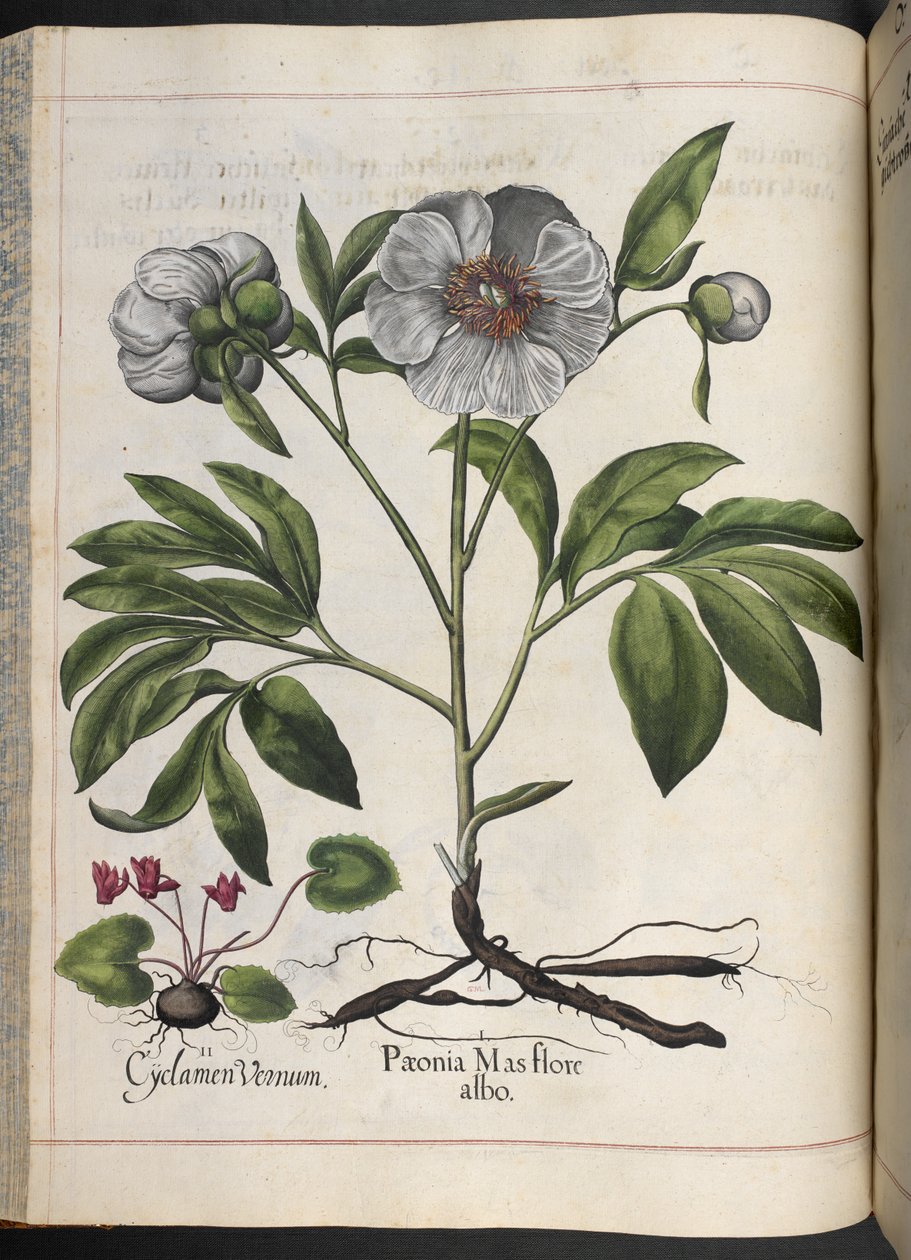 Plate 106: Cyclamen Vernum, Paonia Mas flore albo, fra Hortus Eystettensis, av Basilius Besler av Basilius Besler