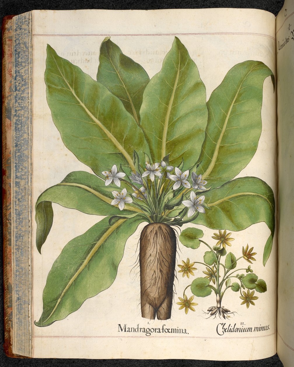 Plate 29: Mandragora femina (Mandrake), fra Hortus Eystettensis, av Basilius Besler av Basilius Besler