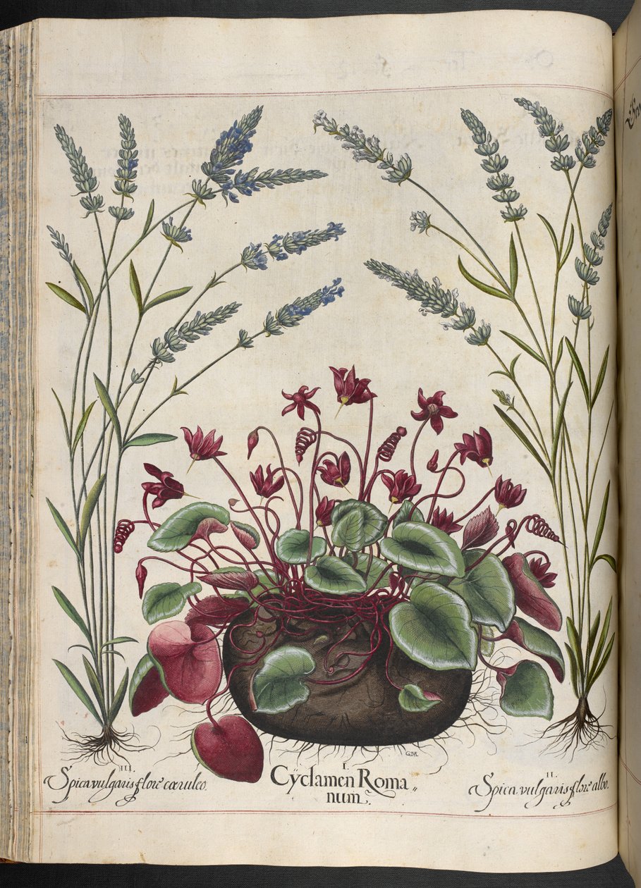Plate 347: Cyclamen Romanum, fra Hortus Eystettensis, av Basilius Besler av Basilius Besler