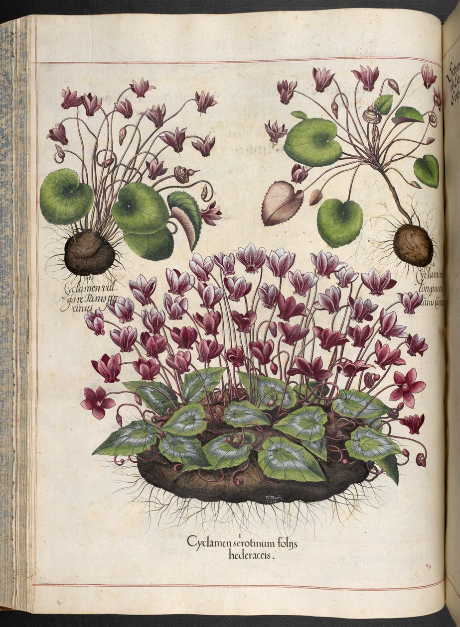 Plate 348: Cyclamen. Hortus Eystettensis, ... Basilius Besler, 1613 av Basilius Besler