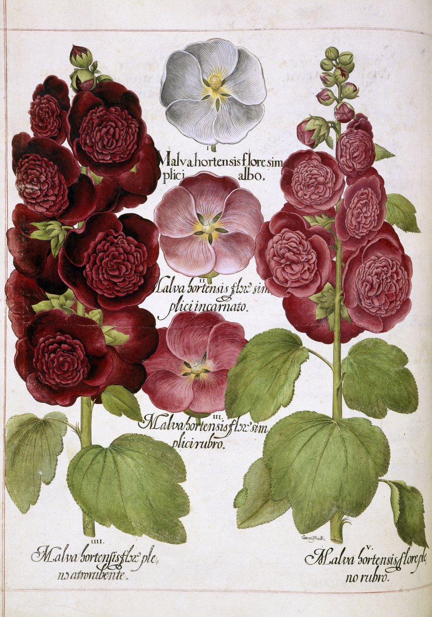 Tre planter av Basilius Besler