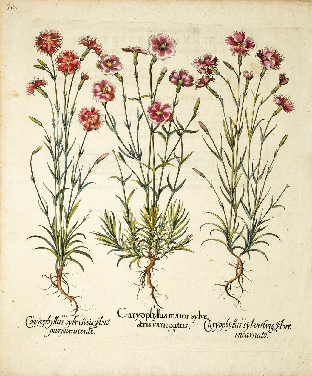 Varianter av Caryophyllus Sylvestris publisert i Hortus Eystettensis, 1613 av Basilius Besler