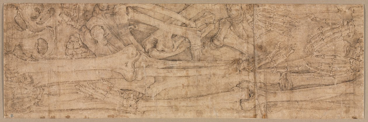 Arm Bones, tidlig på 1540-tallet. av Battista Franco