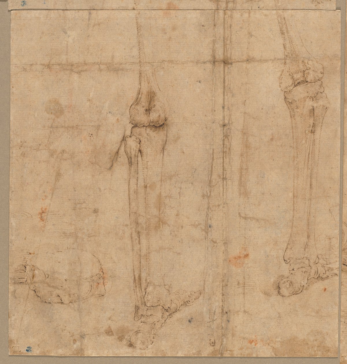 Nedre halvdel av skjelettet fra baksiden, tidlig på 1540-tallet. av Battista Franco