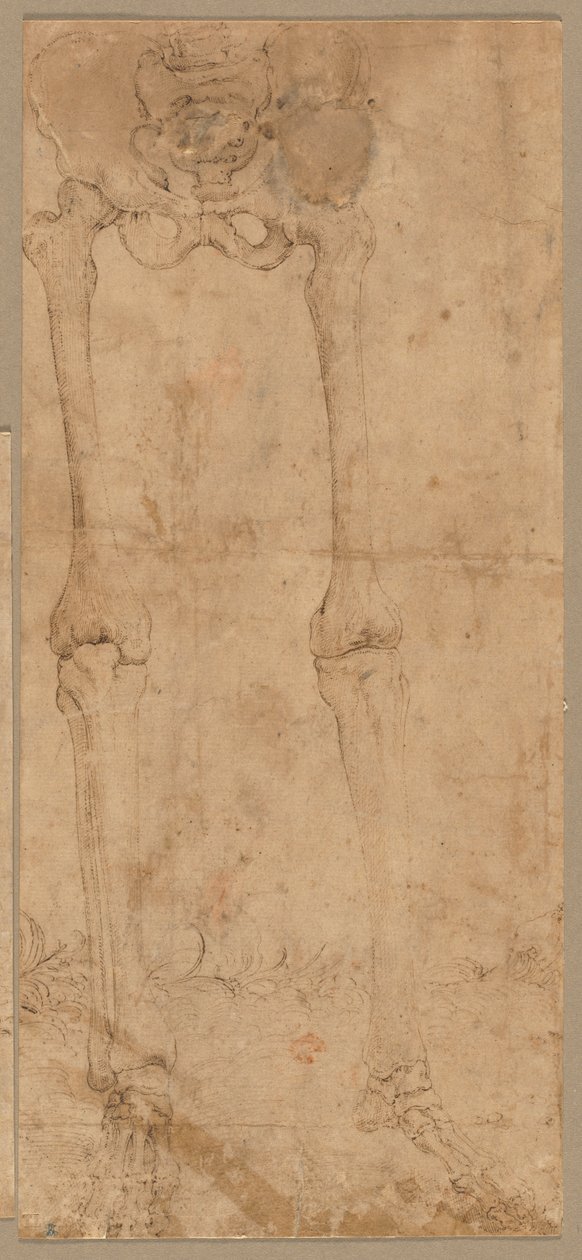 Nedre halvdel av skjelett fra fronten, tidlig på 1540-tallet. av Battista Franco