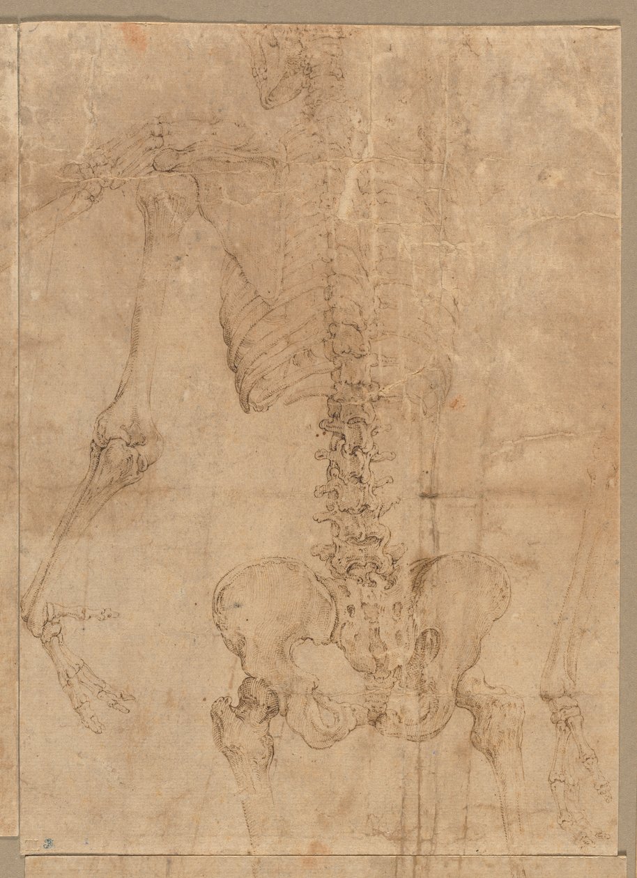 Øvre halvdel av skjelett fra baksiden, tidlig på 1540-tallet. av Battista Franco
