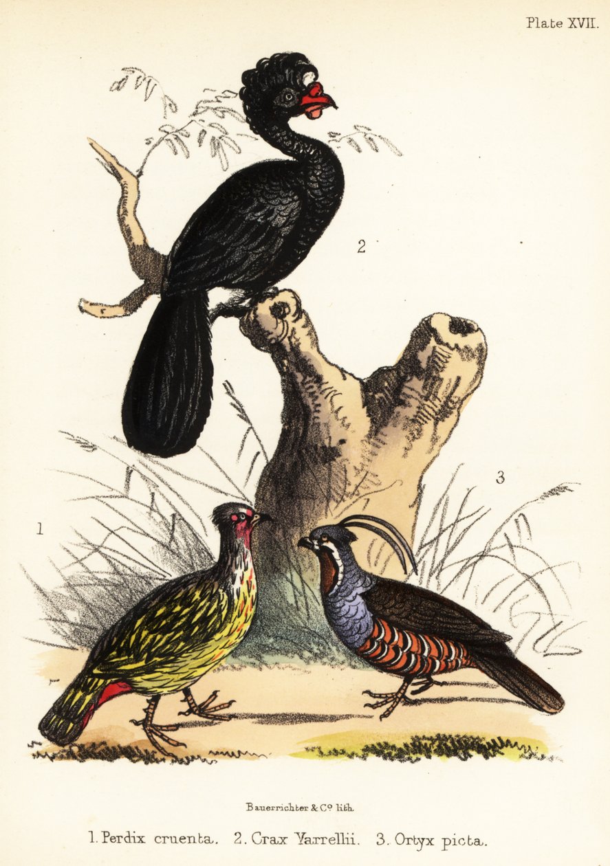 Blodfasan, kurasu og fjellvaktel. 1855 (litografi) av Bauerrichter