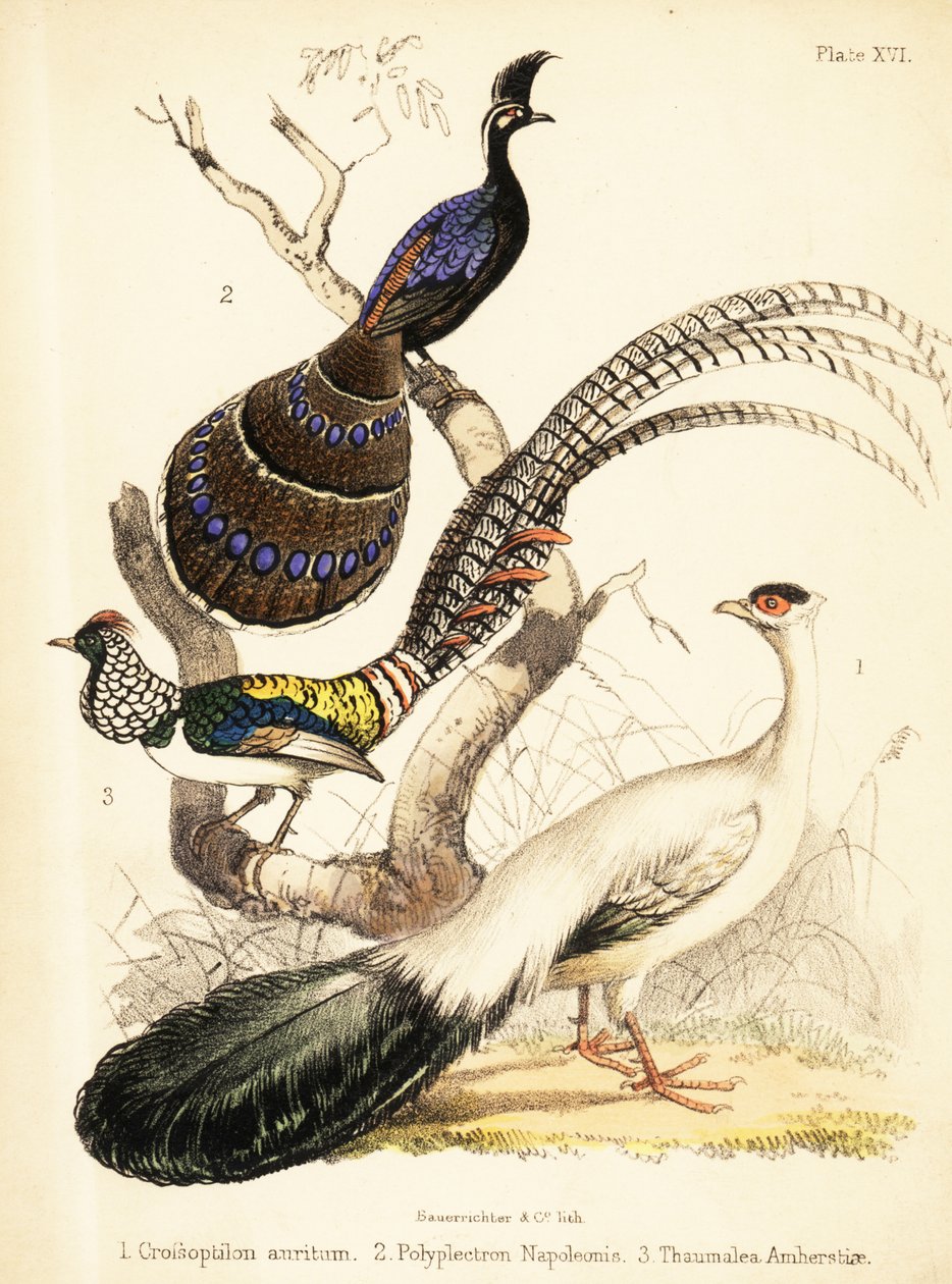 Blåøret fasan, Palawan-påfuglfasan og Lady Amhersts 1855 (litografi) av Bauerrichter