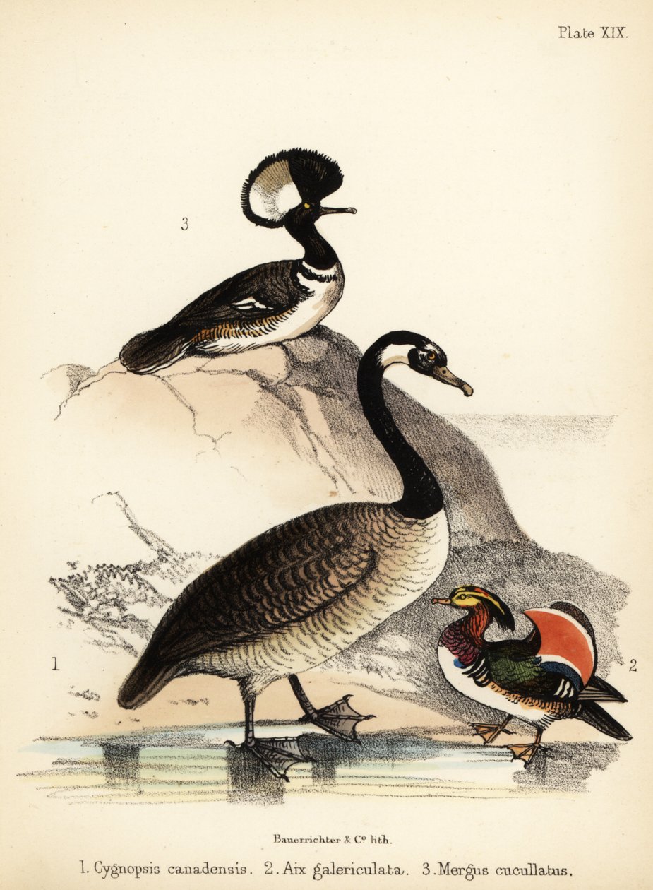 Canadagås, mandarinand og hettebåt. 1855 (litografi) av Bauerrichter