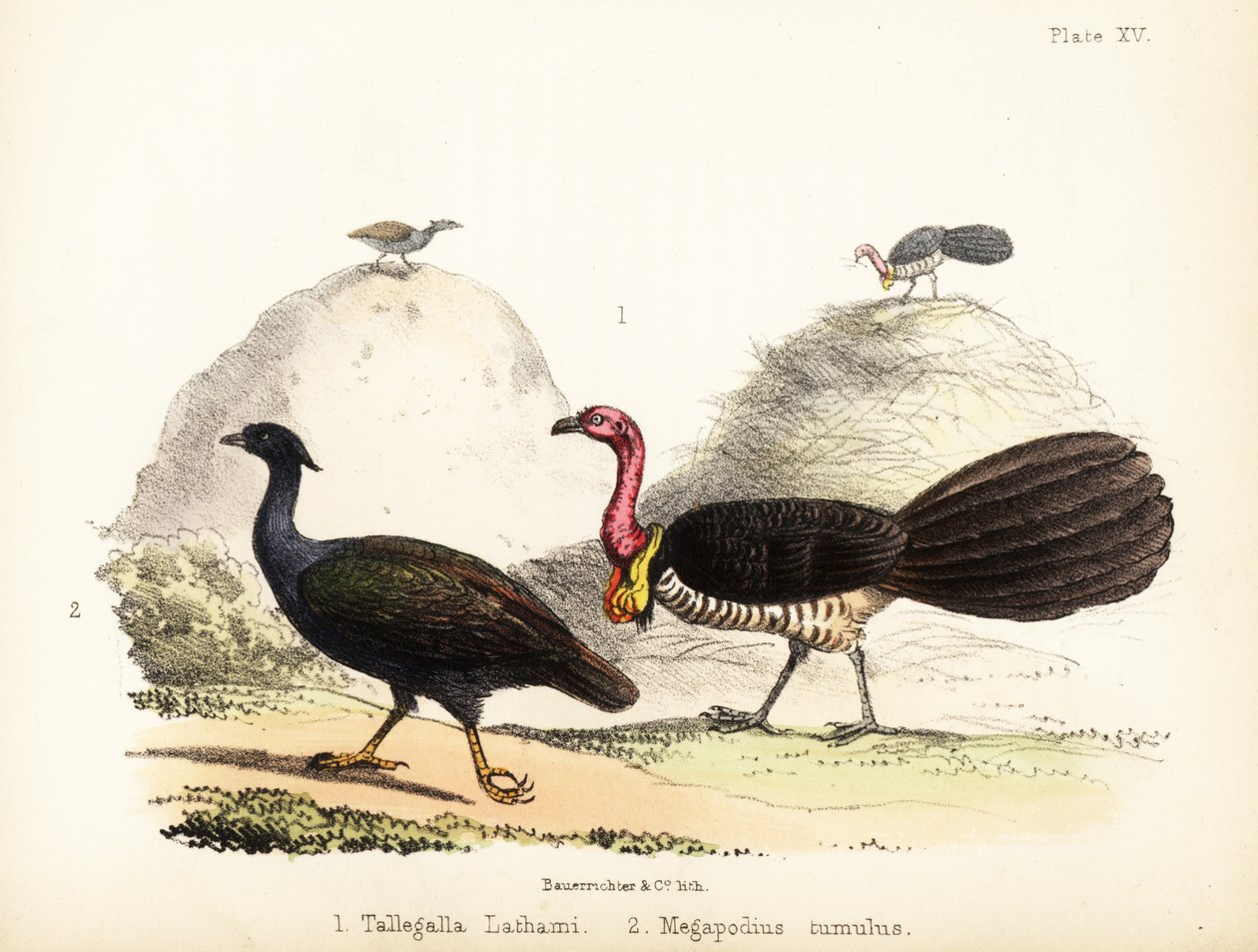 Gweela og oransjefot krattfugl. 1855 (litografi) av Bauerrichter