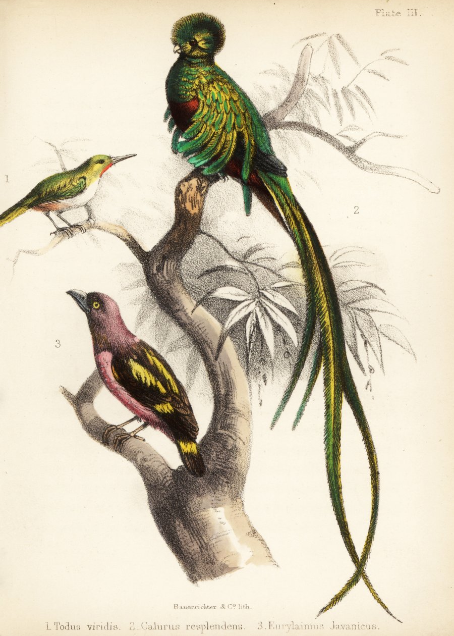 Jamaicansk tody, strålende quetzal og båndnebb. 1855 (litografi) av Bauerrichter