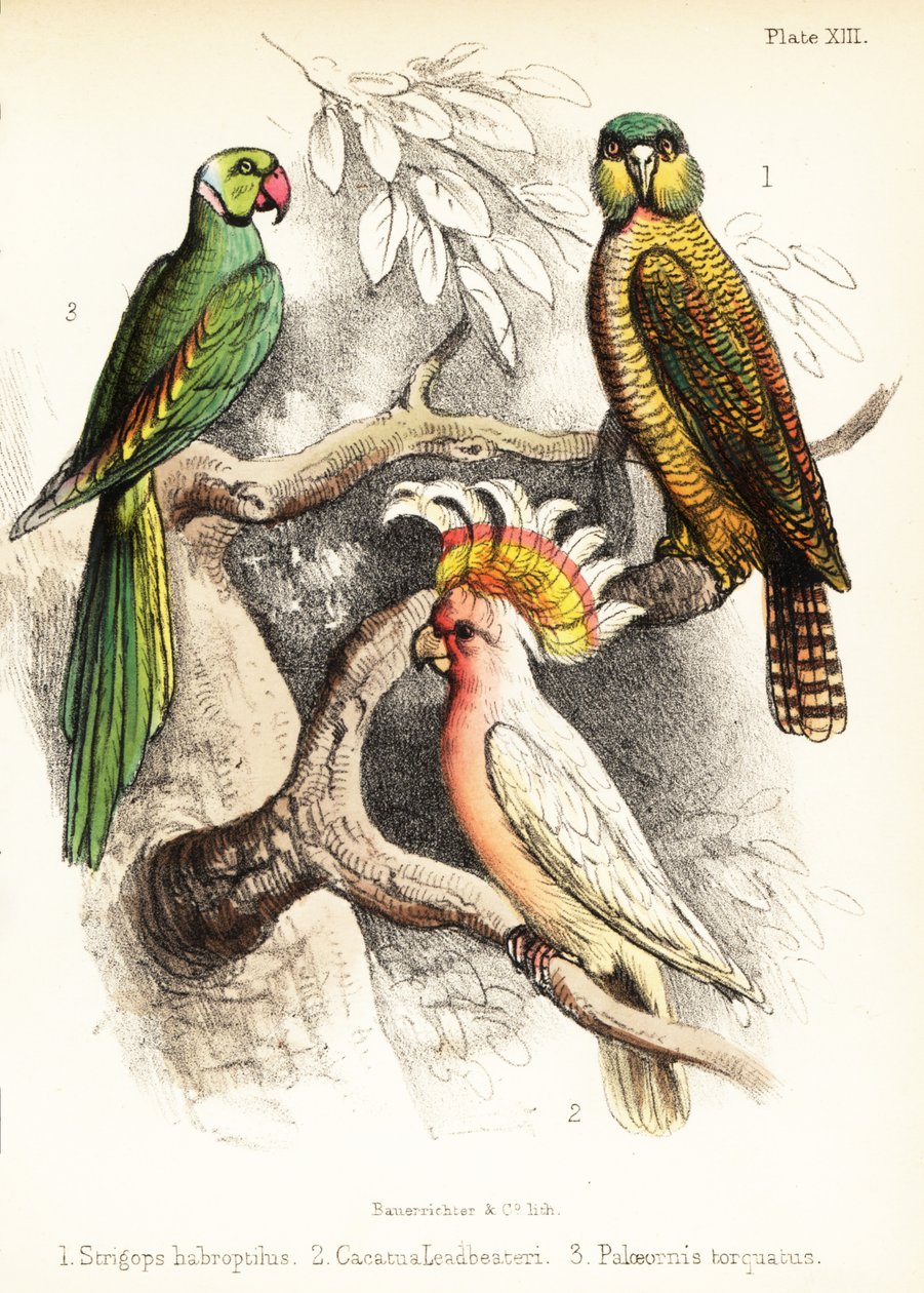 Kakapo, major Mitchells kakadue og Alexandrine-parakitt. 1855 (litografi) av Bauerrichter