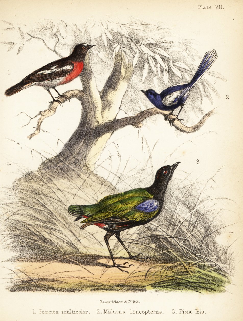 Stillehavsrobin, hvitvinget elver og regnbuepita. 1855 (litografi) av Bauerrichter