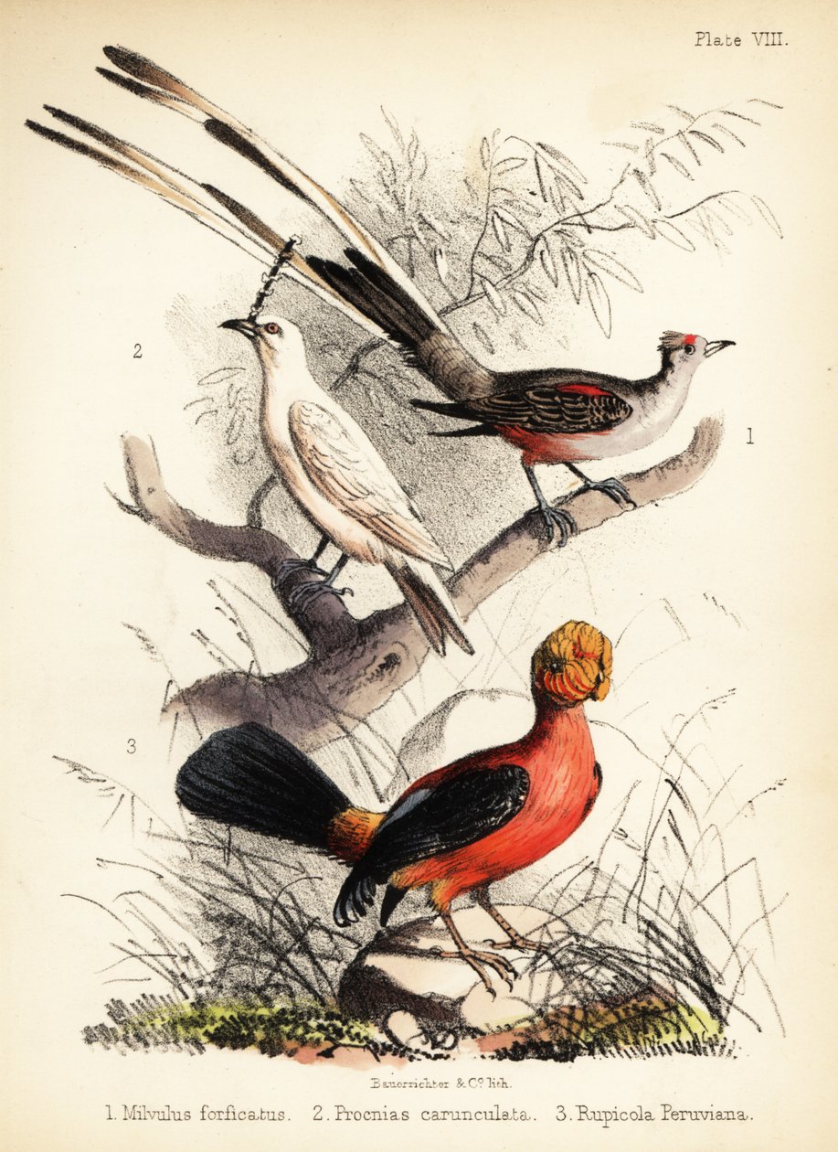 Saksehalefluesnapper, hvit klokkefugl og andeshane fra 1855 (litografi) av Bauerrichter