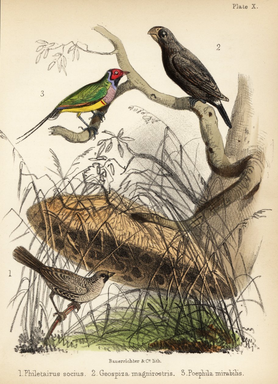 Omgjengelig vever, stor jordfink og Gouldian fink. 1855 (litografi) av Bauerrichter