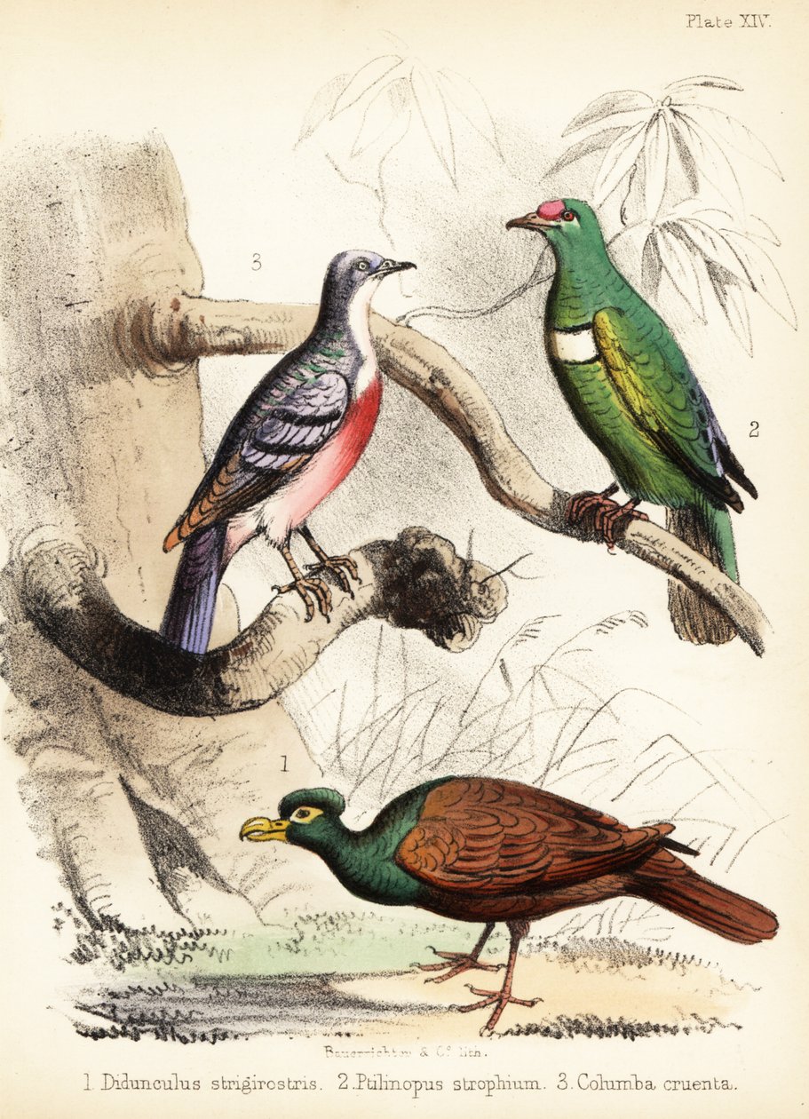 Tannnebbdue, hvitbibbed fruktdue og Luzon bleeding 1855 (litografi) av Bauerrichter