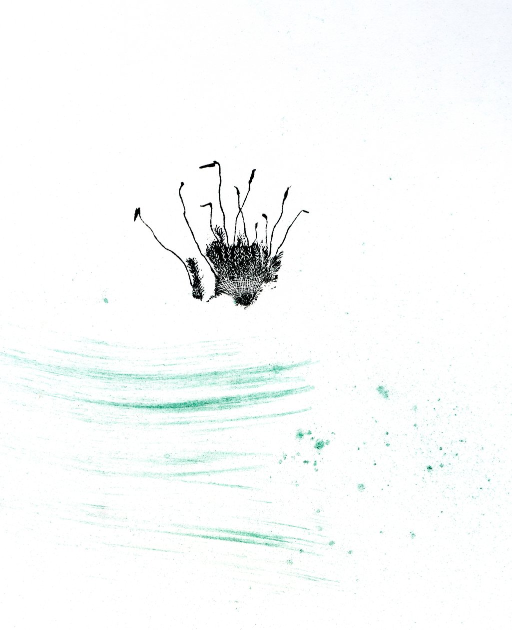 Moss {Fay-erie Dust}, 2014 (tregravering og pigment på papir) av Bella Larsson