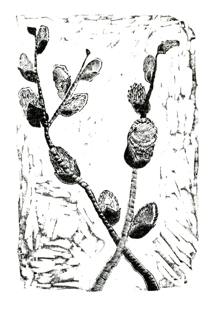 Sleeping Pussy Willow, 2014 (tregravering på papir) av Bella Larsson