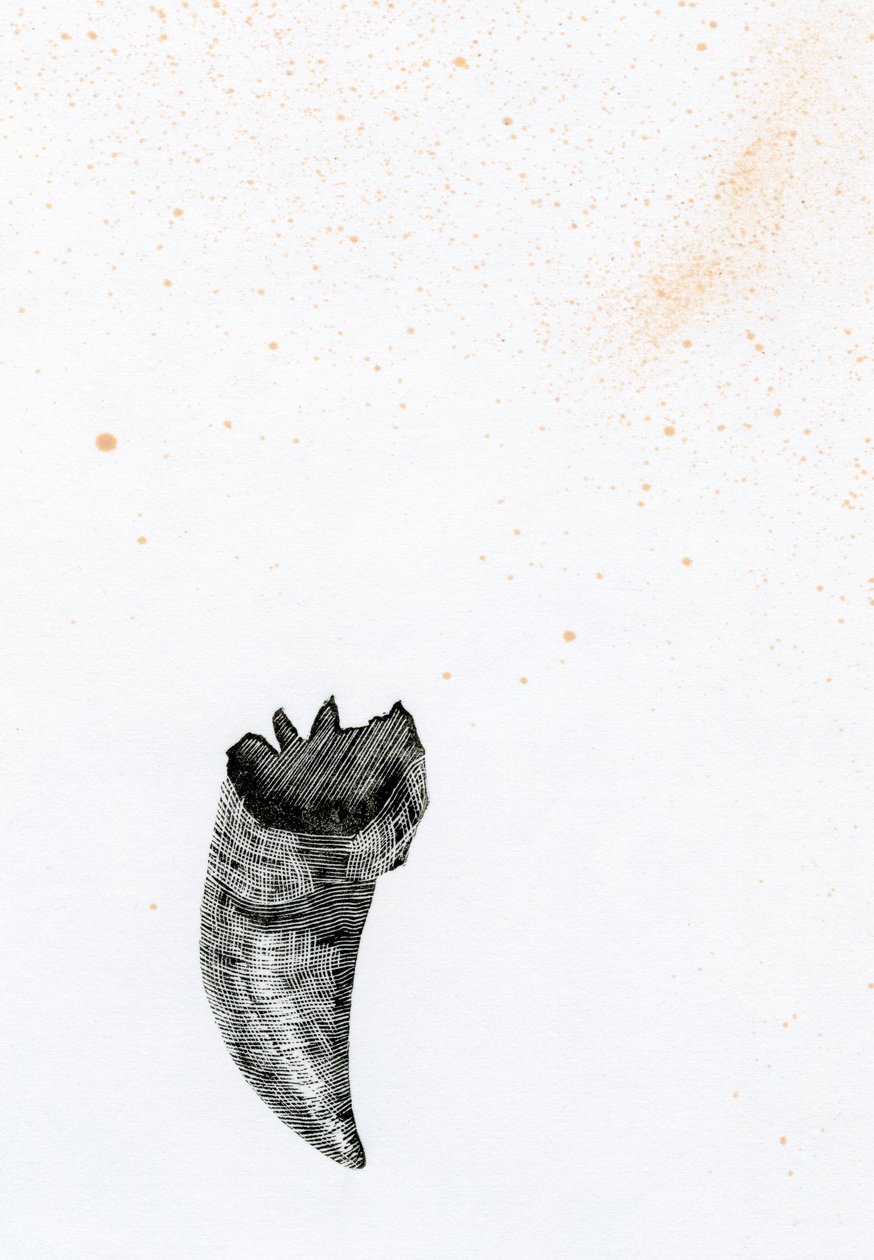 Tooth {Fay-erie Dust}, 2014 (tregravering og blekk på papir) av Bella Larsson