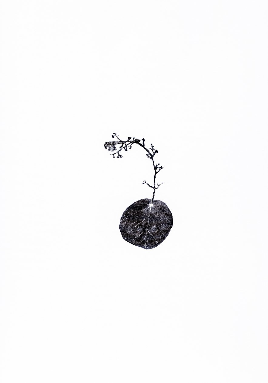 Tug, 2014 (tregravering på papir) av Bella Larsson