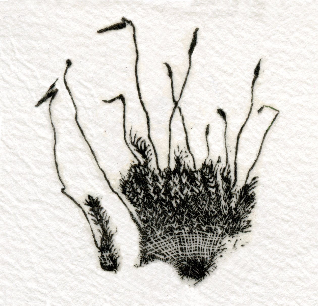 Budding Moss, 2014, (tregravering på gampi) av Bella Larsson