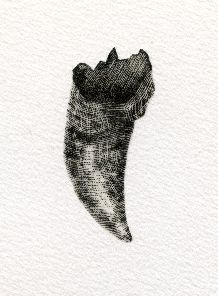 Feline Tooth, 2014, (tregravering på papir) av Bella Larsson