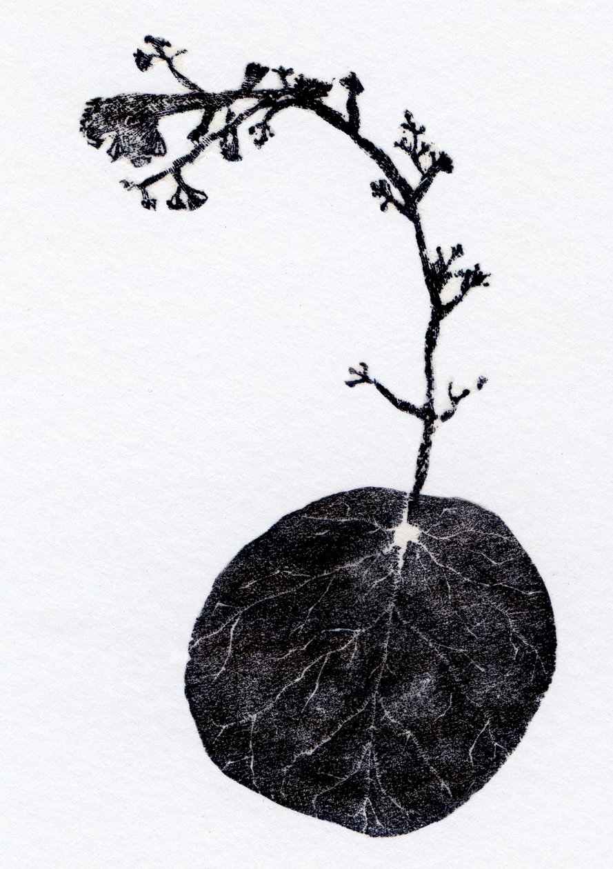 Lichen Leaf, 2014 (Tregravering, collage på papir) av Bella Larsson