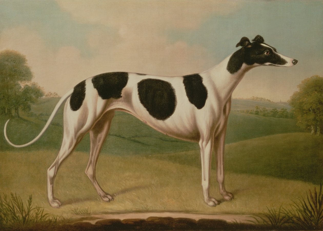 Greyhound, 1800 av Benjamin Killingbeck