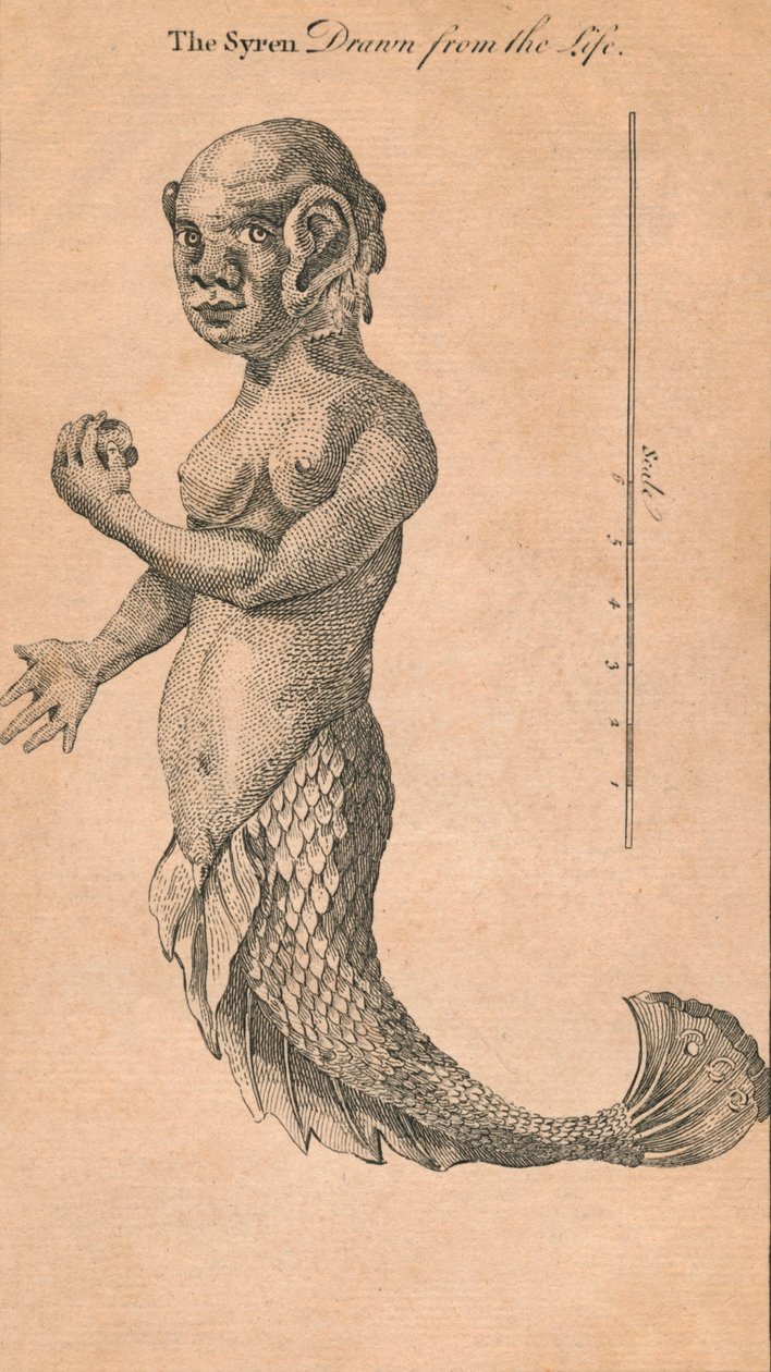 Syrenen tegnet fra livet, 1759 av Benjamin Cole
