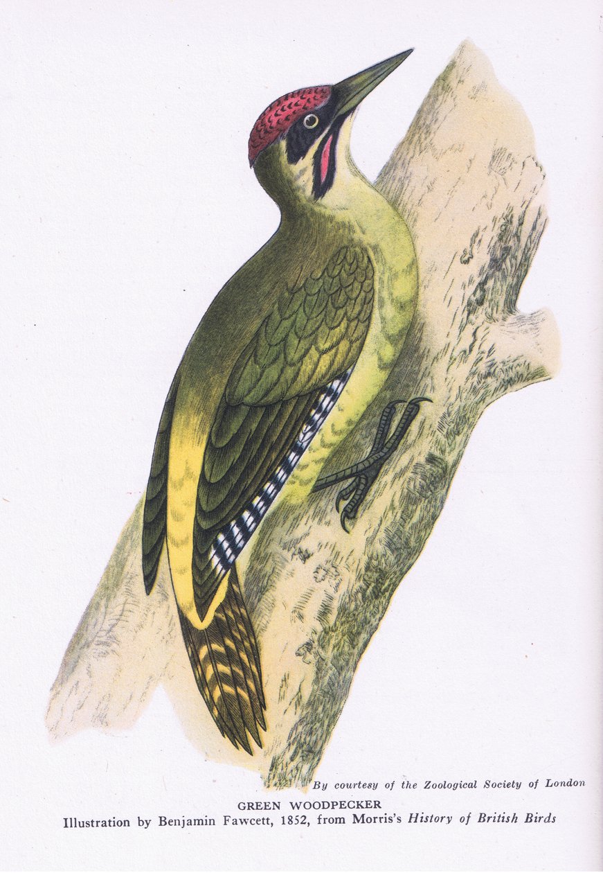Green Woodpecker, Nature in Britain utgitt av Collins av Benjamin Fawcett