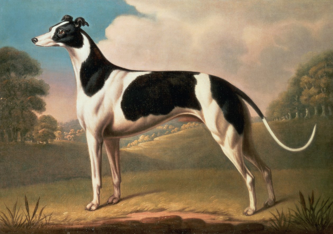 Greyhound, 1800 olje på lerret av Benjamin Killingbeck