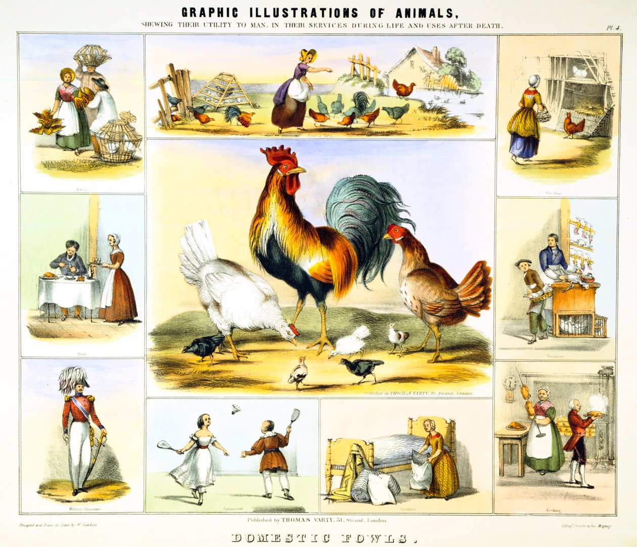 Tamfugl, c1850 av Benjamin Waterhouse Hawkins