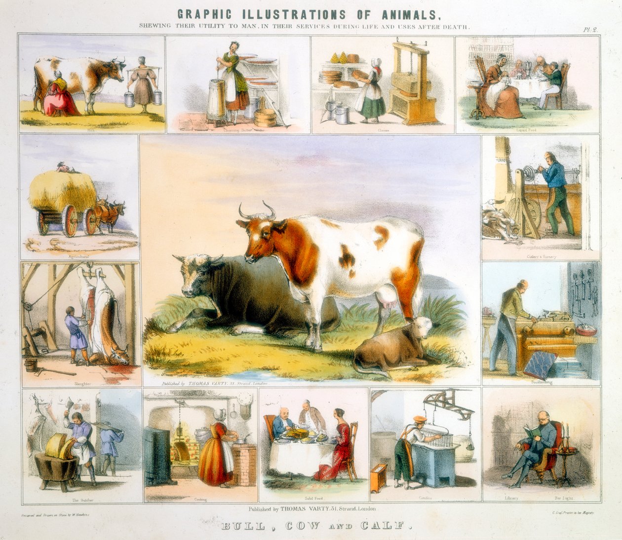 The Cow, c1850 av Benjamin Waterhouse Hawkins