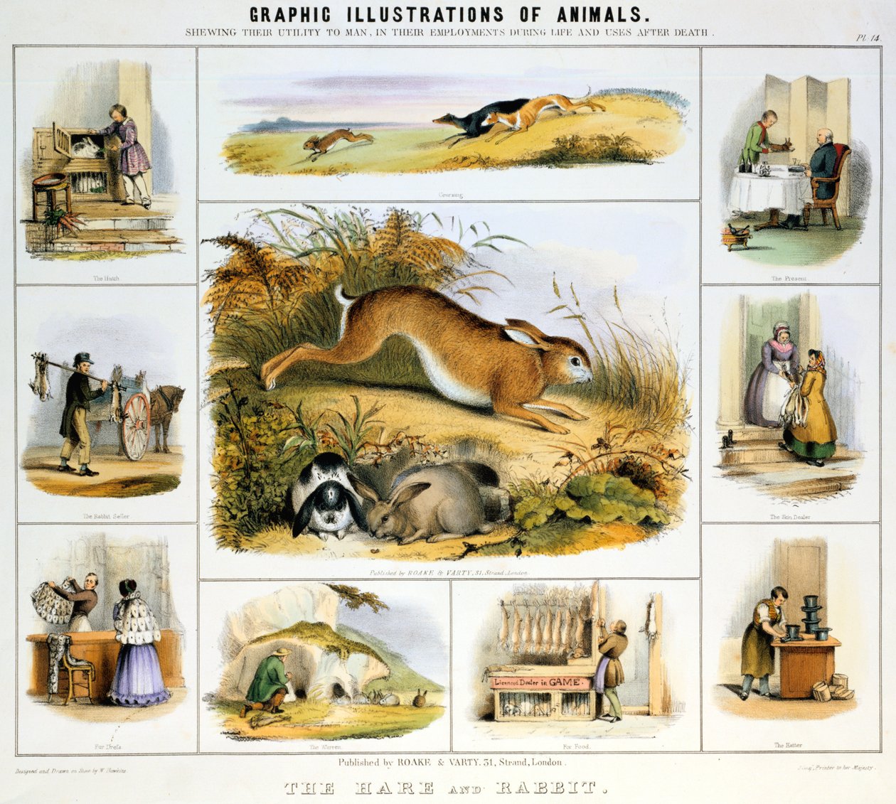 Haren og kaninen, c1850 av Benjamin Waterhouse Hawkins