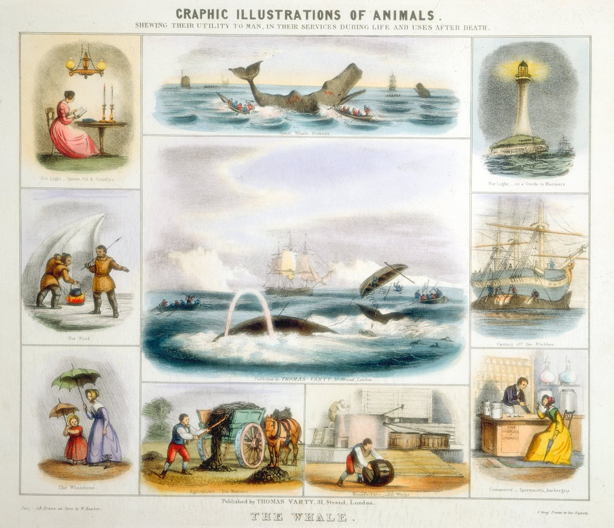 The Whale, c1850 av Benjamin Waterhouse Hawkins