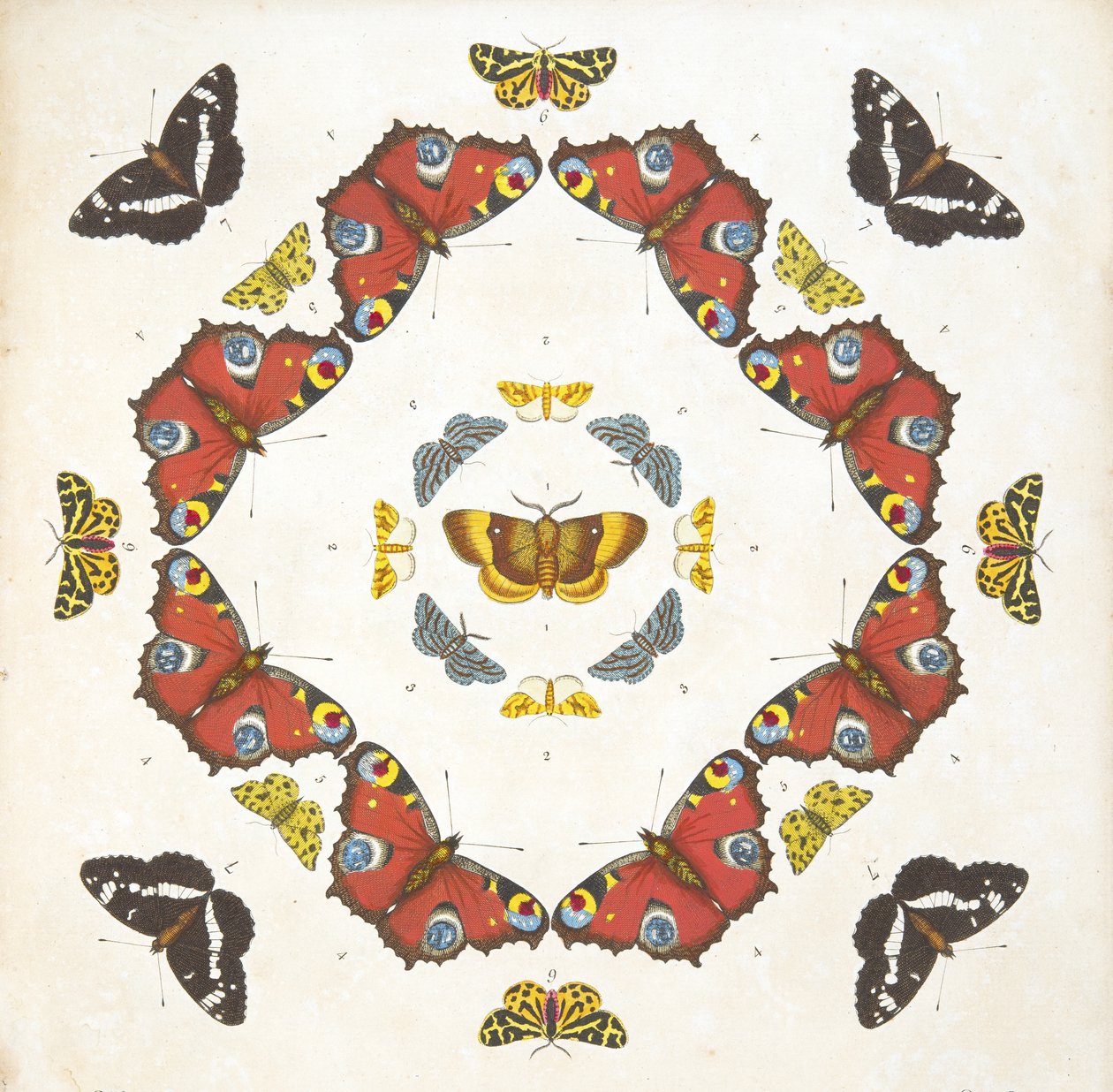 Detalj fra plate 1, fra A Rare Depiction of Butterflies and Moths, pub. 1764 (håndfarget gravering) av Benjamin Wilkes