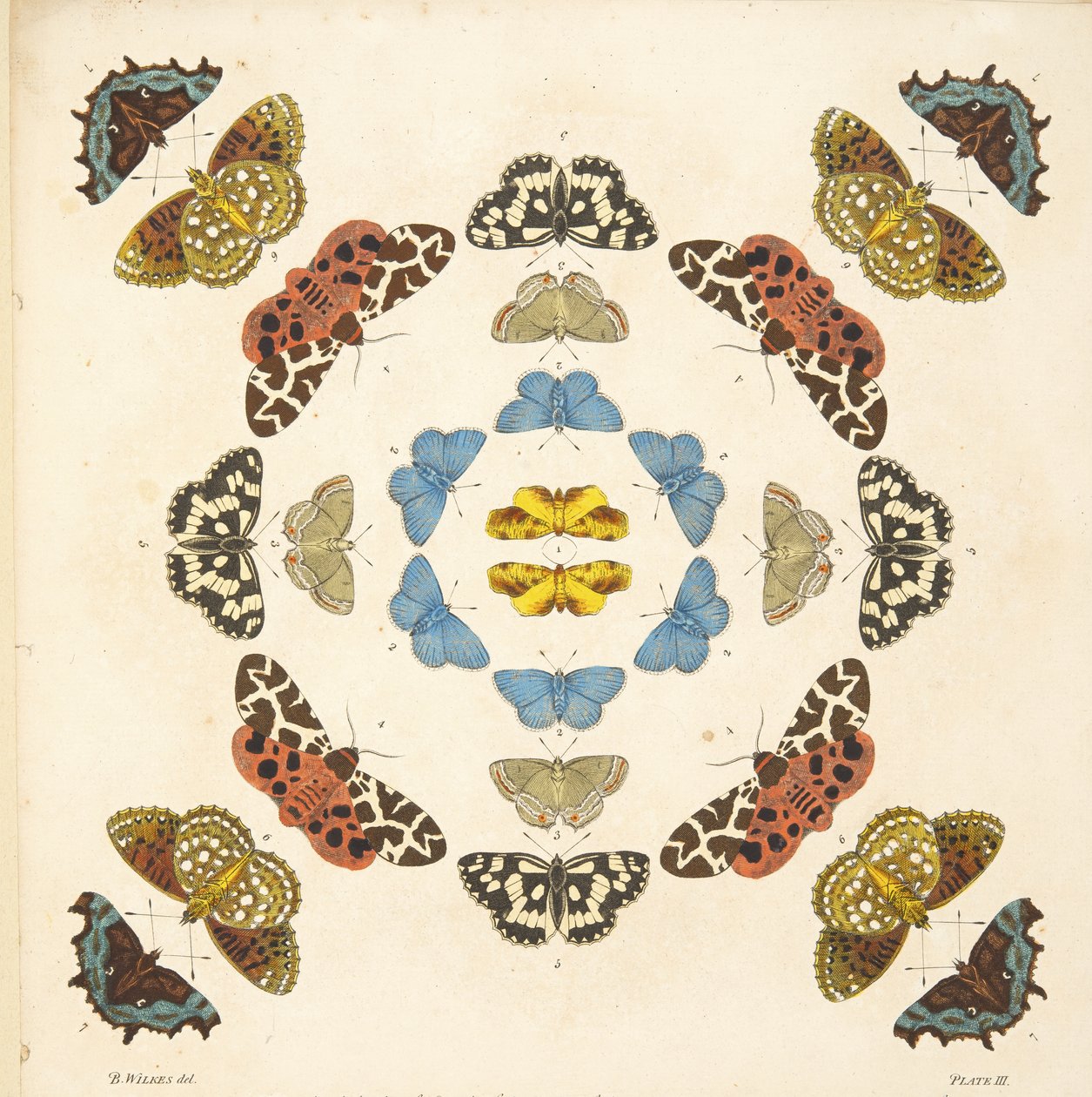Detalj fra plate III, fra A Rare Depiction of Butterflies and Moths, pub. 1764 (håndfarget gravering) av Benjamin Wilkes