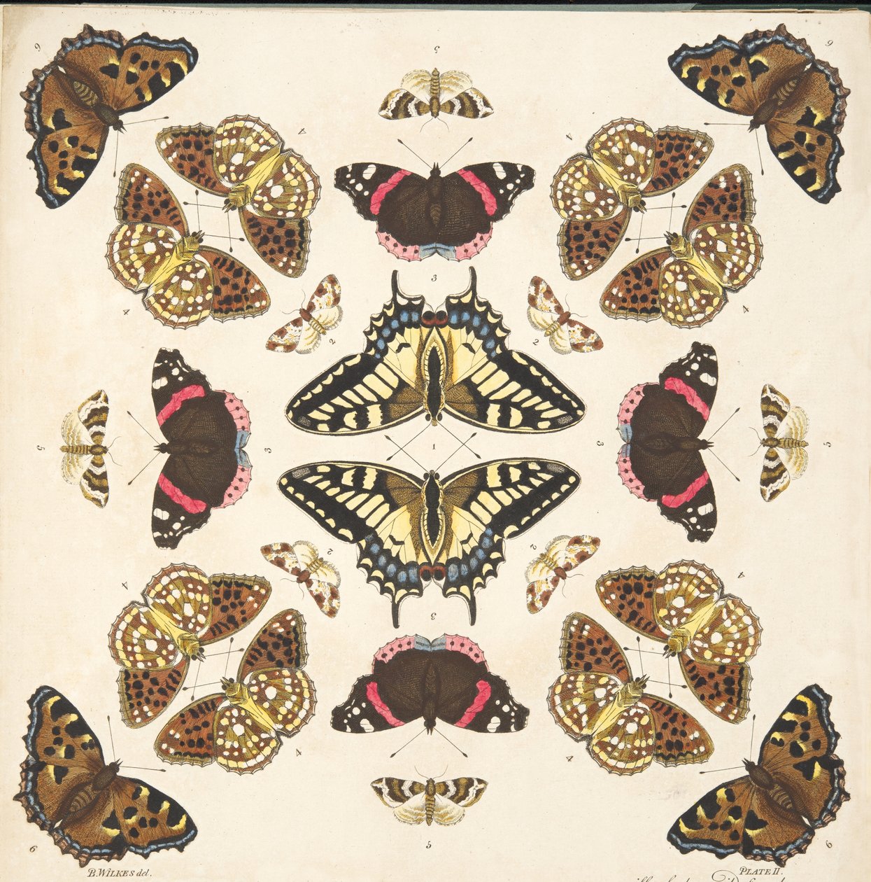 Detalj fra Plate II, fra A Rare Depiction of Butterflies and Moths, pub. 1764 (håndfarget gravering) av Benjamin Wilkes