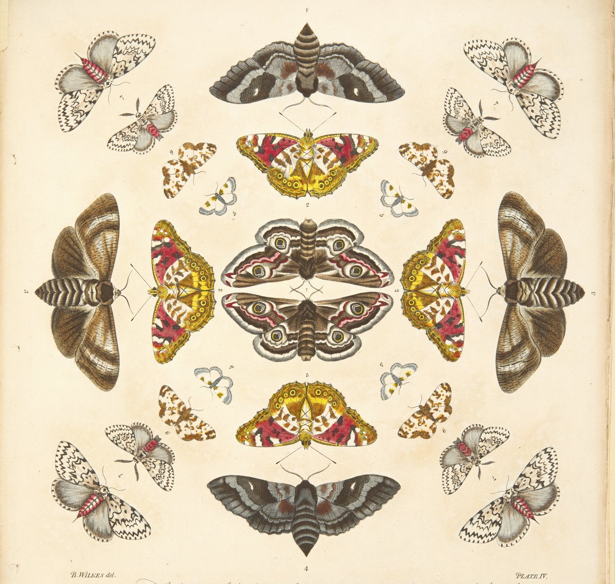 Detalj fra plate IV, fra A Rare Depiction of Butterflies and Moths, pub. 1764 (håndfarget gravering) av Benjamin Wilkes