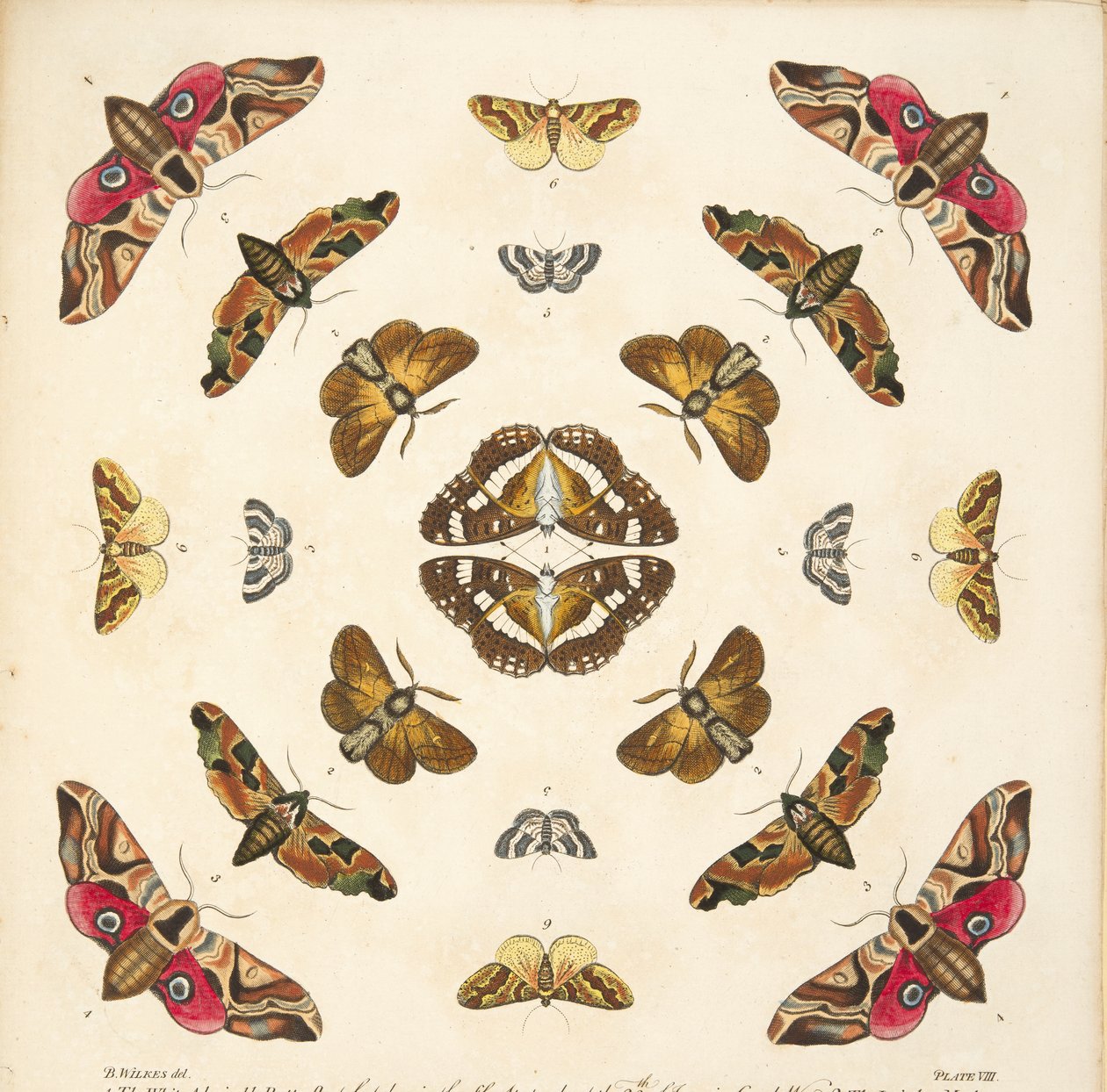 Detalj fra plate VIII, fra A Rare Depiction of Butterflies and Moths, pub. 1764 (håndfarget gravering) av Benjamin Wilkes