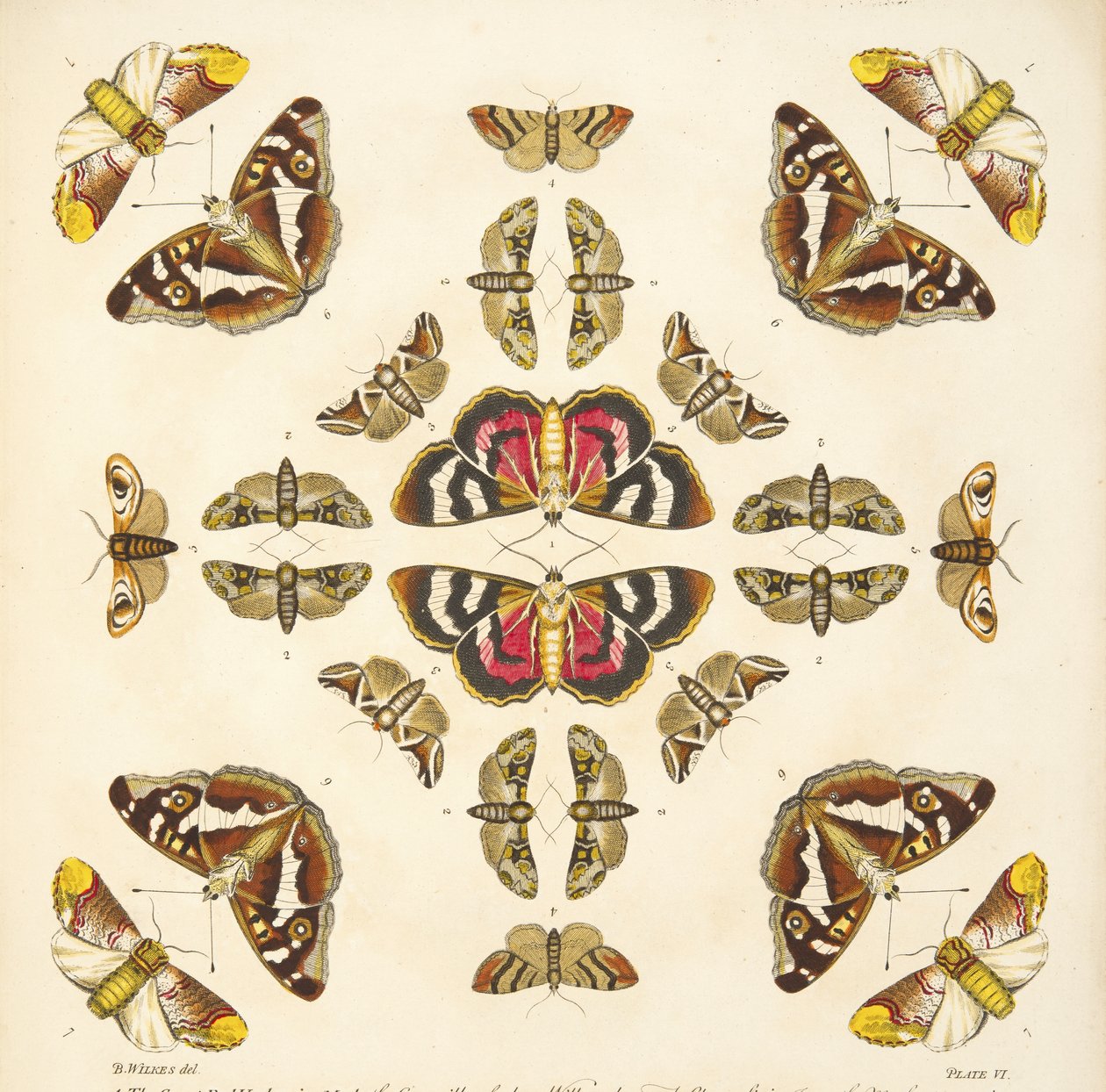 Detalj fra plate VI, fra A Rare Depiction of Butterflies and Moths, pub. 1764 (håndfarget gravering) av Benjamin Wilkes