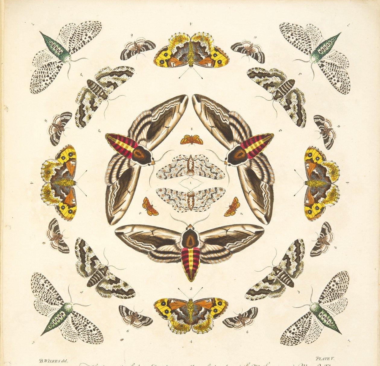 Detalj fra plate V, fra A Rare Depiction of Butterflies and Moths, pub. 1764 (håndfarget gravering) av Benjamin Wilkes