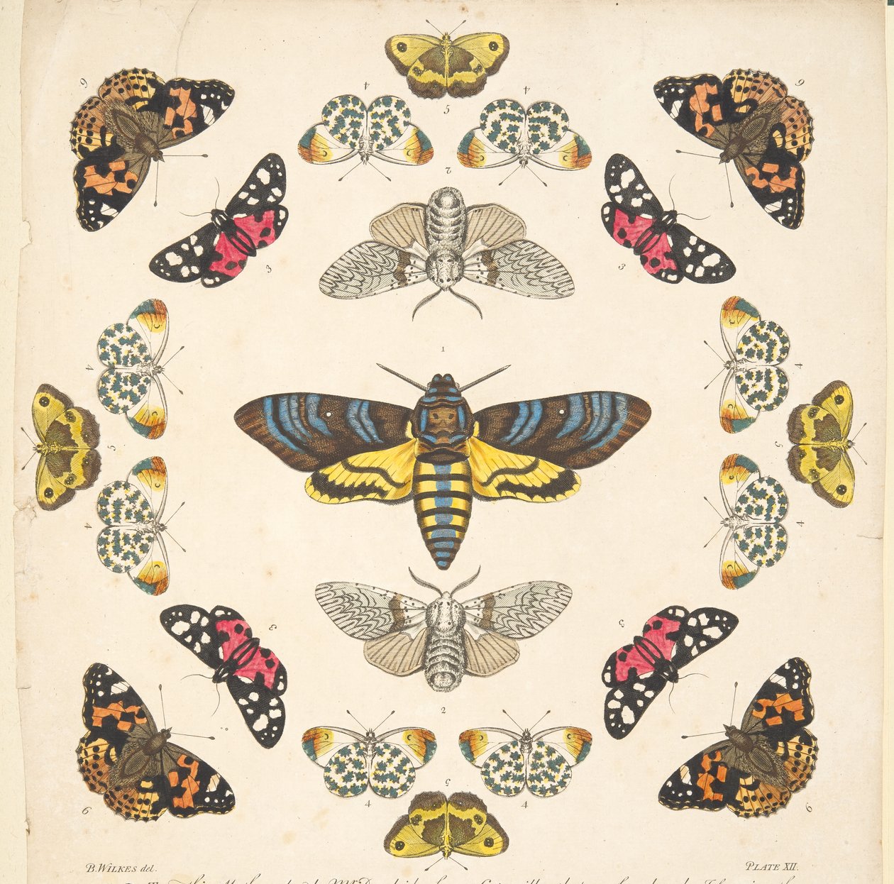 Detalj fra plate XII, fra A Rare Depiction of Butterflies and Moths, pub. 1764 (håndfarget gravering) av Benjamin Wilkes