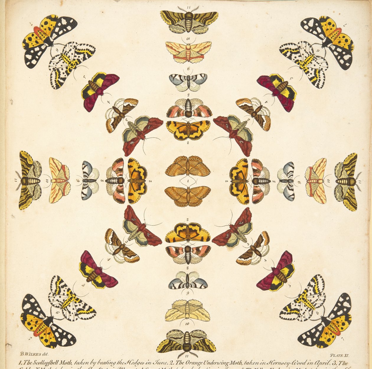 Detalj fra plate XI, fra A Rare Depiction of Butterflies and Moths, pub. 1764 (håndfarget gravering) av Benjamin Wilkes