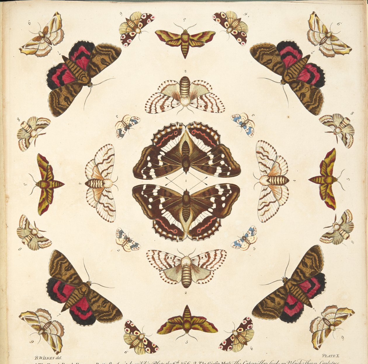 Detalj fra Plate X, fra A Rare Depiction of Butterflies and Moths, pub. 1764 (håndfarget gravering) av Benjamin Wilkes